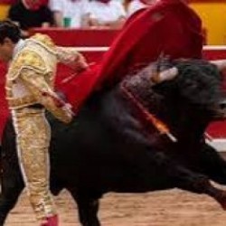 Boğa G&uuml;reşi Festivali