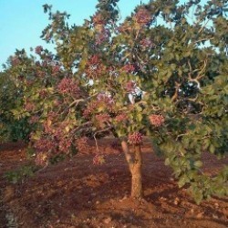 Fıstık ağacı kabuğu