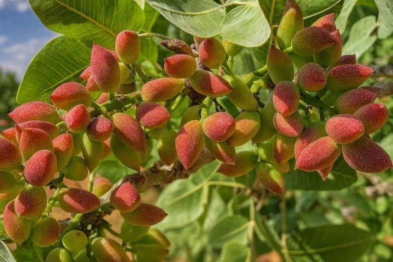  Fıstık benim i&ccedil;in sadece bir yemiş değil, bir gurur meselesidir.