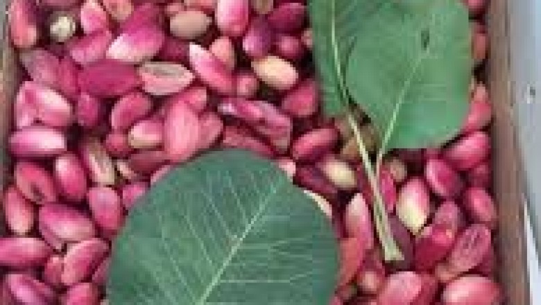 &Uuml;retici Kazanacak, Ekonomi G&uuml;&ccedil;lenecek: Antep Fıstığına Destek